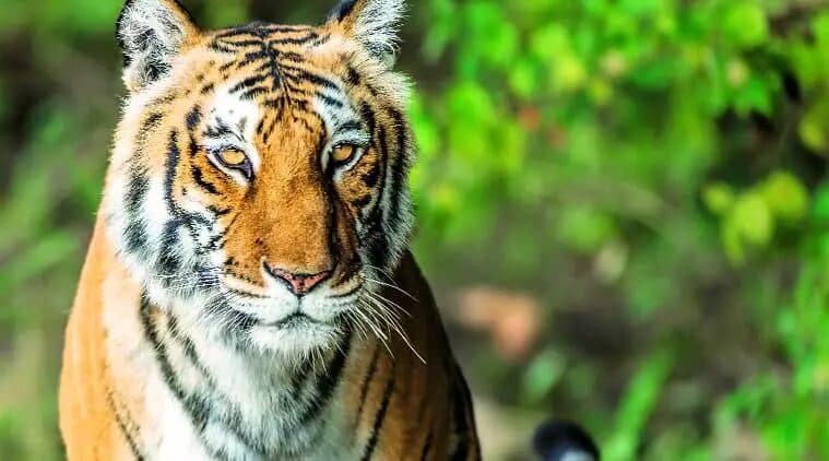 Wildlife & Birding Tour of Arunachal Pradesh