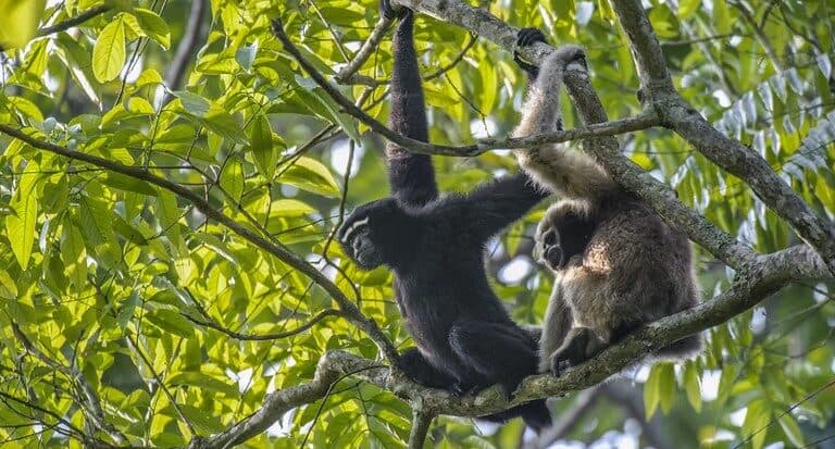 Wildlife & Birding Tour of Arunachal Pradesh — image 2