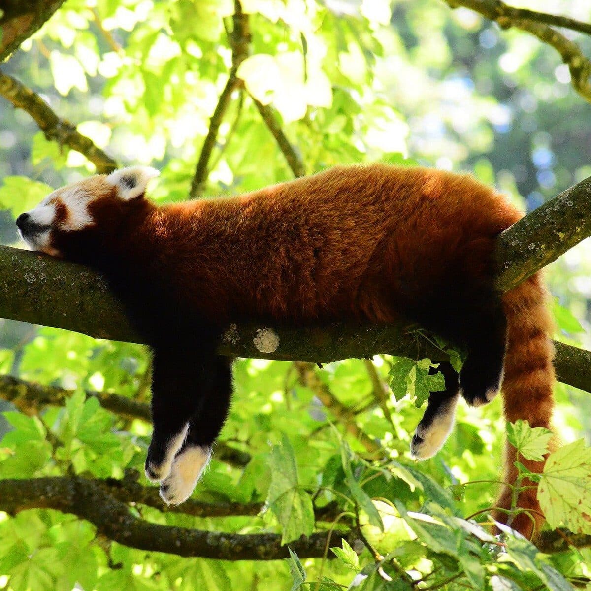 Wildlife & Birding Tour of Arunachal Pradesh — image 1